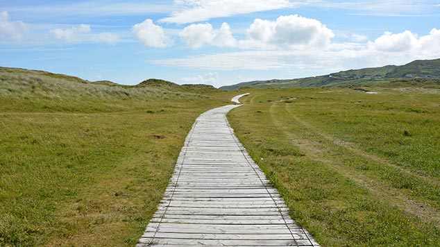 Wooden boardwalk through green meadow